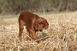 SETTER IRLANDAIS 532